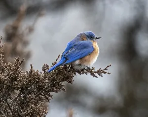 Images Dated 9th March 2021: Bluebird comfortably perched on a cold fall day