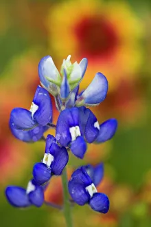 Select Focus Prints: Bluebonnet, Lupinus texensis, Wildflowers, Hill Country, Brenham, Texas, USA