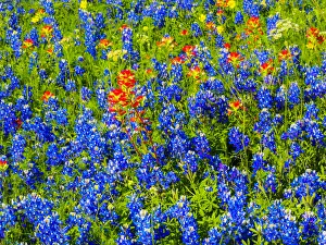 Bluebonnets and Indian paintbrush near Brenham, Texas