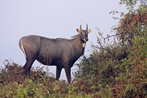 Images Dated 16th November 2008: Bluebull Stag, Keoladeo National Park, India