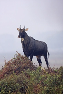 Keoladeo Prints: Bluebull Stag, Keoladeo National Park, India