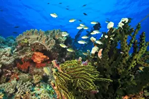Indo Pacific Prints: Bluegreen Chromis (Chromis virida) near Tubastrea Coral (Tubastrea micrantha) near Lewolin Village