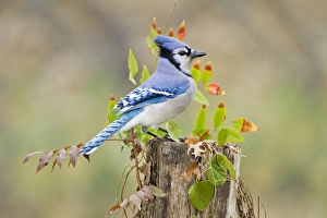 Stump Prints: Bluejay (Cyanocitta cristata) adults on log with acorns, autumn, Texas
