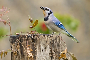 Images Dated 12th December 2011: Bluejay (Cyanocitta cristata) adults on log with acorns, autumn, Texas