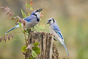 Images Dated 13th December 2011: Bluejay (Cyanocitta cristata) adults on log with acorns, autumn, Texas