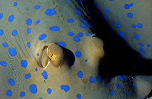 Predatory Prints: Bluespotted ribbontail ray, Taeniura lymma, at Abu Soma Arbaa (Safaga area), Red Sea