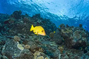 Under Water Prints: Bluestripped Snapper, Molokini Crater (Bird Sanctuary), South Maui, Hawaii, USA