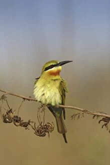 Images Dated 21st May 2007: Bluetailed Bee eater, Corbett National Park, Uttaranchal, India