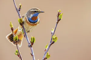 Willow Prints: Bluethroat, checking on his territory