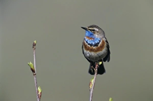 Thrush Prints: Bluethroat, Luscinia svecica, male singing, Lake of Ritom, Alps, Switzerland