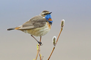Bluethroat (male)