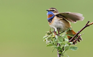 Territorial Prints: Bluethroat male alighting and singing on his summer territory in the arctic tundra of the Seward Peninsula