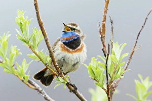 Willow Prints: Bluethroat male singing on his summer territory in the arctic tundra of the Seward Peninsula