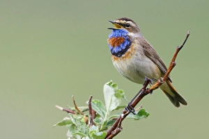 Willow Prints: Bluethroat male singing on his summer territory in the arctic tundra of the Seward Peninsula
