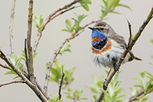 Willow Prints: Bluethroat male on his summer territory in the arctic tundra of the Seward Peninsula