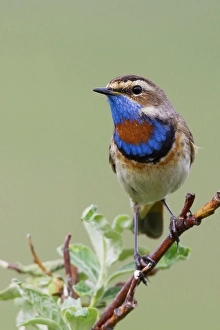 Territorial Prints: Bluethroat male on his summer territory in the arctic tundra of the Seward Peninsula