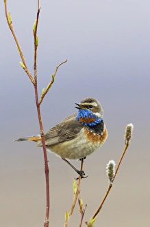 Images Dated 7th June 2014: Bluethroat Singing