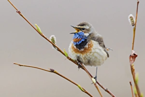 Images Dated 7th June 2014: Bluethroat Singing