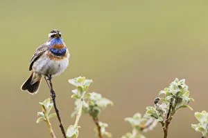 Sub Arctic Prints: Bluethroat Singing