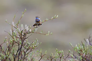 Sub Arctic Prints: Bluethroat singing