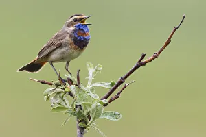 Sub Arctic Prints: Bluethroat; Singing on his territory