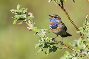 Territory Prints: Bluethroat singing, his territory song on the arctic tundra. USA, Alaska, Seward Peninsula