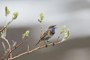 Images Dated 7th June 2018: Bluethroat territorial song