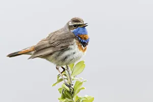 Sub Arctic Prints: Bluethroat, territory song