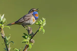Bluethroat, territory song on the arctic tundra, Seward Peninsula, Alaska, USA