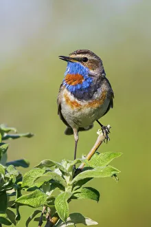 Bush Prints: Bluethroat, territory song of the arctic tundra of the Seward Peninsula, USA, Alaska