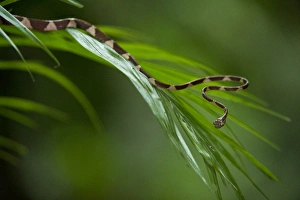 Biology Prints: Blunthead Tree Snake (Imantodes cenchoa). Yasuni National Park, Amazon Rainforest