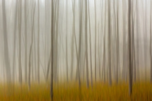Fallen Prints: Blurred motion treatment of fallen ghost trees