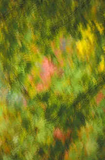 Images Dated 18th July 2017: Blurry background image of green and orange fall leaves in golden light
