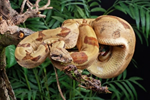 Prints of Boa constrictor climbing in a tree, Arenal Volcano, Costa Rica, South America Images Dated 2024 December: Boa constrictor climbing in a tree, Arenal Volcano, Costa Rica, South America