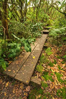 Hiking Prints: Boardwalk on the Alakai Swamp Trail, Kokee State Park, Kauai, Hawaii, USA