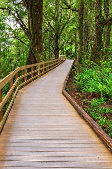 Fern Prints: Boardwalk through rainforest at Milford Sound