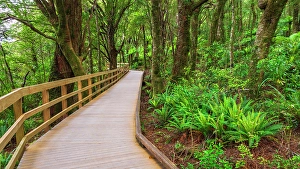 Fern Prints: Boardwalk through rainforest at Milford Sound