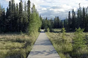 Images Dated 5th August 2005: Boardwalk over swamps near Laird River in Hotsprings Provincial Park in British Columbia