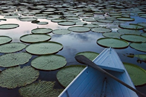Paddle Prints: Boat on Rupununi River with Victoria amazonica lily pads, southern Guyana