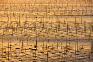 Images Dated 28th October 2011: Boat sailing through seaweed farm with bamboo sticks for drying seaweeds, East China Sea