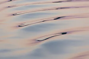 Images Dated 13th June 2018: Boat wake reflecting dawn colors