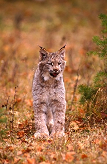 Quiet Prints: A bobcat out hunting in an autumn colored forest