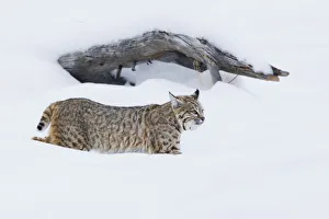 Yellowstone Prints: Bobcat; Hunting in Deep Snow
