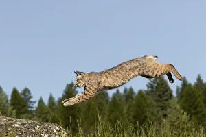 Leaping Prints: Bobcat jumping, Lynx Rufus Captive