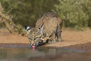 Images Dated 11th August 2015: Bobcat (Lynx rufus) drinking