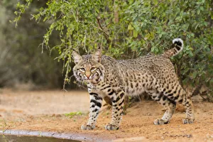 Images Dated 2nd February 2016: Bobcat (Lynx rufus) drinking