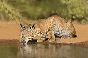 Images Dated 11th August 2015: Bobcat (Lynx rufus) drinking