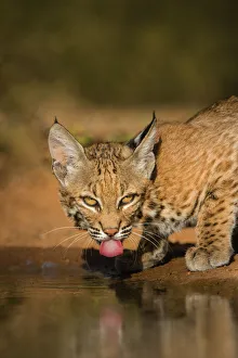 Images Dated 11th August 2015: Bobcat (Lynx rufus) drinking