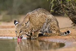 Images Dated 2nd February 2016: Bobcat (Lynx rufus) drinking