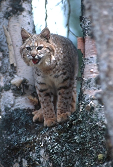 Climb Prints: Bobcat (Lynx rufus) on a fallen birch limb
